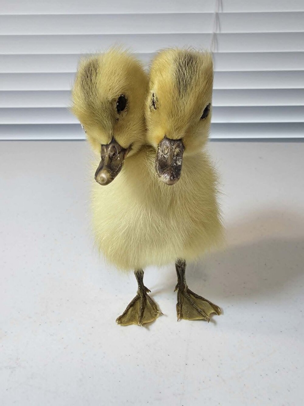 TWO HEADED DUCKLING YELLOW TAXIDERMY ODDITY NEW